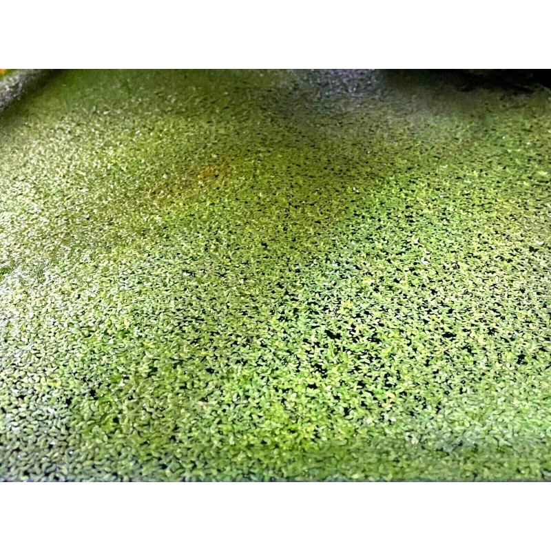 *BUY 2 GET 1 FREE* 2000+ Duckweed Lemna Minor Easy