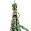 De La Terre Fresh Scented Baby Eucalyptus Pulverulenta Bunch for
