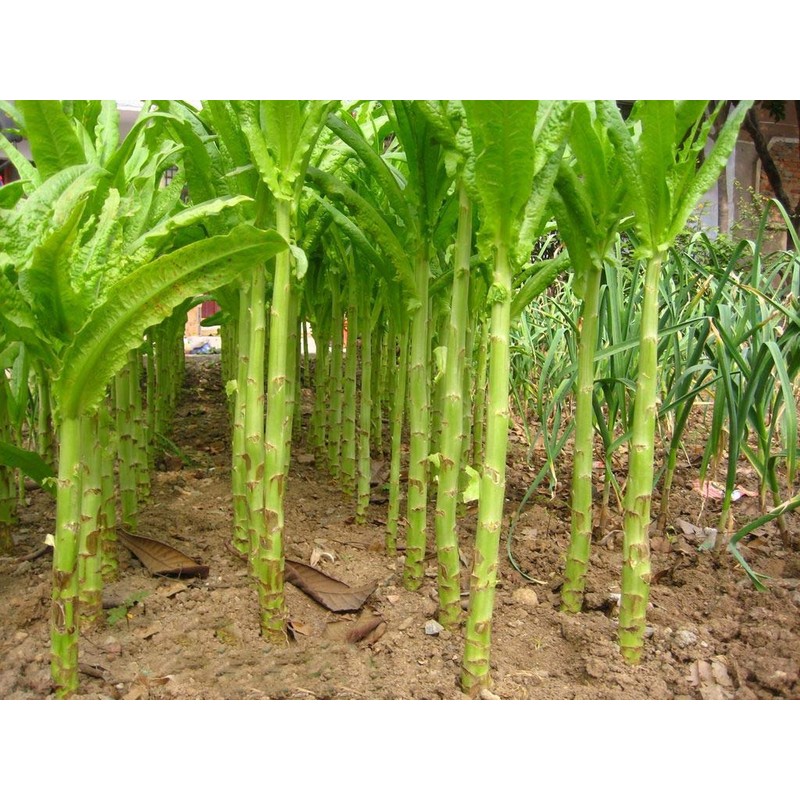 NIKA SEEDS - Vegetable Asparagus Lettuce Leaf Heirloom for Salads