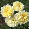 Heirloom Roses Rose Plant - Princess Buttercup™ Yellow Rose Bush,