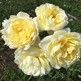 Heirloom Roses Rose Plant - Princess Buttercup™ Yellow Rose Bush, Shrub Live Plant for Planting Outdoors