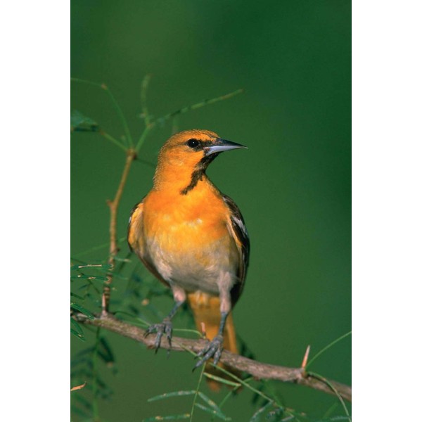 Bullock's Oriole (Icterus Bullockii) Bird Journal: 150 page lined notebook/diary