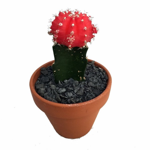 Fair- Grafted Moon Cactus - Easy to Grow - 4" Clay Pot