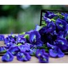 Dried Butterfly Pea Flowers by SellAllday (300 g)
