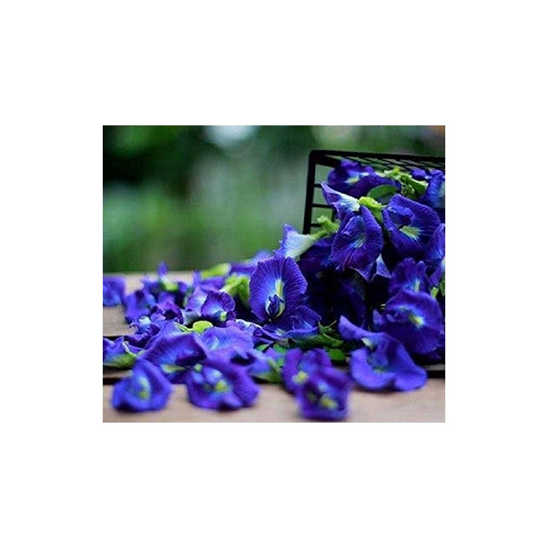 Dried Butterfly Pea Flowers by SellAllday (300 g)