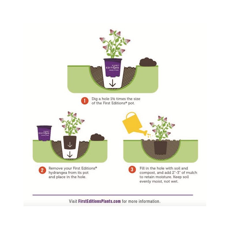 Vanilla Strawberry Hydrangea PP 20670 (3 Gallon)