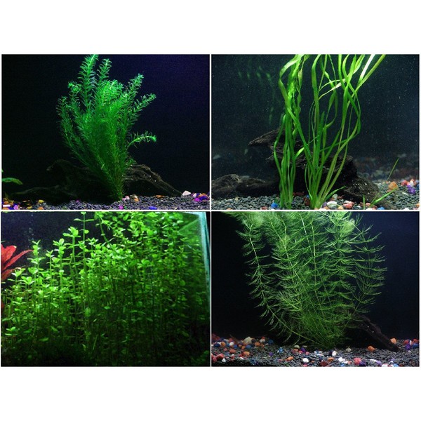 Oxygenating Plants Pack for Live Ponds or Aquariums (Small - 10 Bunches)