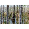 The Jonsteen Company Pond Cypress | Medium Tree Seedling |