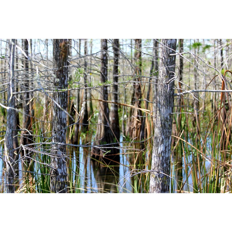 The Jonsteen Company Pond Cypress | Medium Tree Seedling |