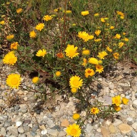 Curlycup Gumweed Salve (grindelia squrrosa)2oz., wildcrafted and organic.