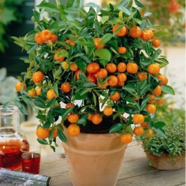 100+ Mandarin Orange Seeds Citrus Reticulata Blanco - Order Track 1st Class Ship