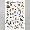 Where's Wildlife Backyard Birds of Wisconsin Bird Identification Poster (12"