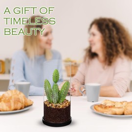GnFlus Artificial Succulent in Cylindrical Glass Vase Small Fake Cactus Plant with Modern Glass Terrarium Faux Plants Indoor Gift for Plant Lover Decor for Home Office Table Desk Shelf