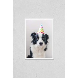 Poster Reproduction of Funny portrait of cute smilling puppy dog border collie wearing birthday silly hat looking at camera isolated on white background. Happy Birthday party Variation Number 3