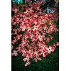 Pixies Gardens Cherokee Chief Dogwood Tree Produces Gorgeous Fiery Red