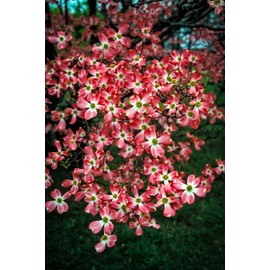 Pixies Gardens Cherokee Chief Dogwood Tree Produces Gorgeous Fiery Red Blossoms in Spring While Other Trees are Still Dormant (2 Gallon Potted)