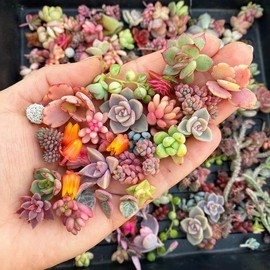 DouxiE 200 Seeds Rare Mixed Mini Succulents Seeds for Bonsai & Ornamental Plants - Grow Your Stunning Garden