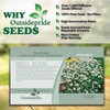Outsidepride 100 Seeds Perennial White Rock Cress Ground Cover Seeds