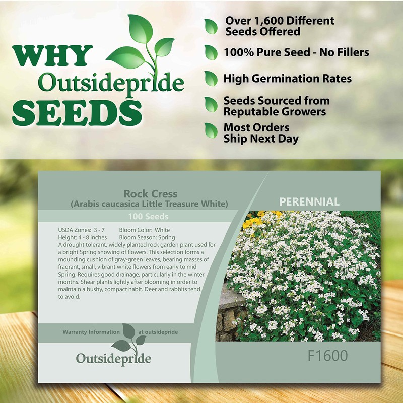 Outsidepride 100 Seeds Perennial White Rock Cress Ground Cover Seeds