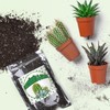 Doter Cactus & Succulent Soil Mix 1qt, Chunky Well-Draining Soil