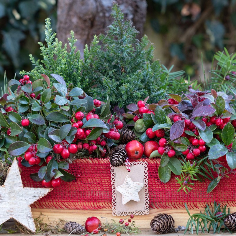 Outsidepride Wintergreen Seeds - 1000 Pcs. Perennial, Cold-Tolerant & Low