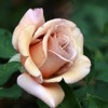 Heirloom Roses Koko Loko Rose Plant - Brown/Multi Colored Rose