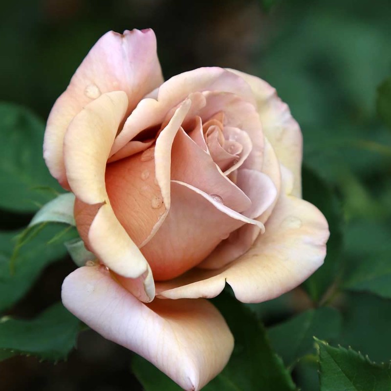 Heirloom Roses Koko Loko Rose Plant - Brown/Multi Colored Rose