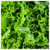 Everwilde Farms - 1 Lb Waldman's Green Lettuce Seeds -