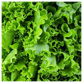 Everwilde Farms - 1 Lb Waldman's Green Lettuce Seeds - Gold Vault
