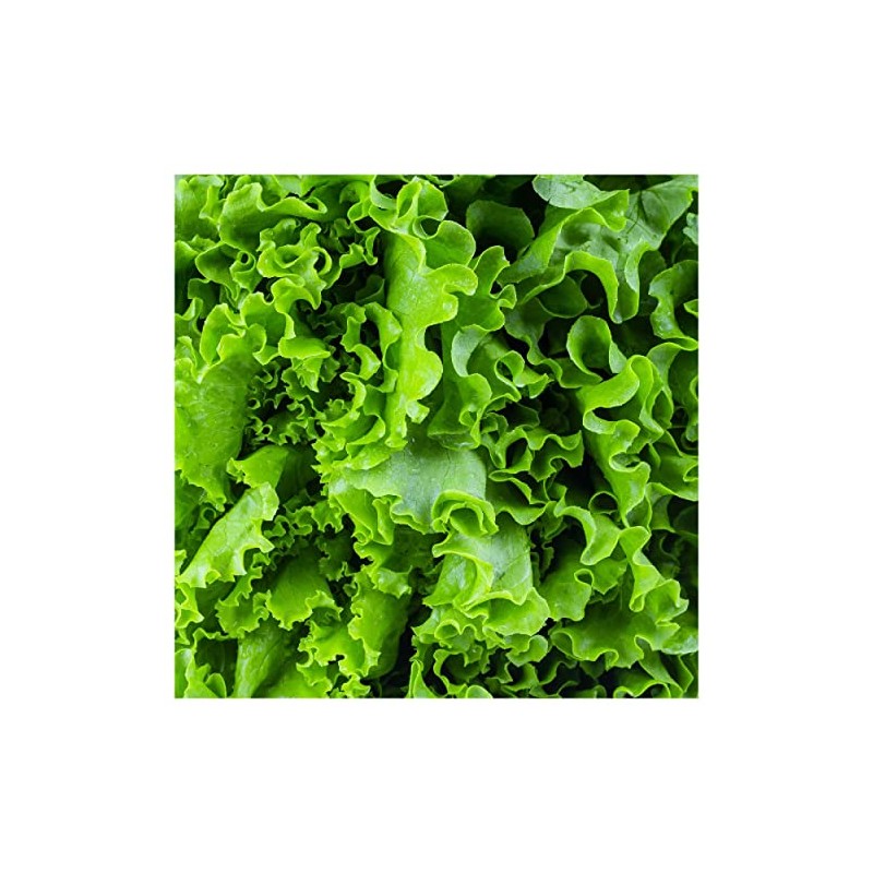 Everwilde Farms - 1 Lb Waldman's Green Lettuce Seeds -