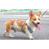 D.QingPei Dog Harness with Leash Set,No Pull Adjustable Vest Harness,Lightweight
