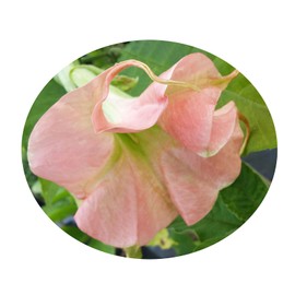 Brugmansia Full ROSEA Magic Angels Trumpet Live Tropical Plant Double Pink Fragrant Flowers Starter Size 4 Inch Pot Emerald R