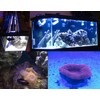 Aquarium LED Light ReefBar 453 nm Actinic Blue 9W Coral