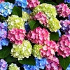 50+ Hydrangea Seeds: Giant Snowball Shrubs for Wedding-Perfect Flowers