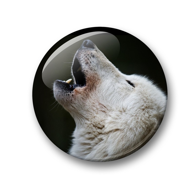 Wolf Wolf Grey Wolf European Wolf Fridge Magnets Set of