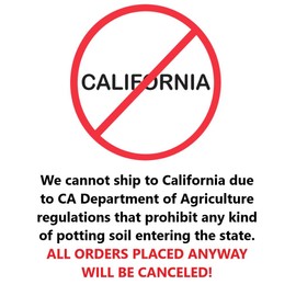 Two Pack of Winter Gem Boxwood Shrubs - 2 Live Plants Shipped in Gallon Containers by DAS Farms (No California)