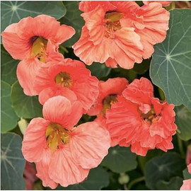 Tip Top Dwarf Nasturtium Seeds - 45 Seeds