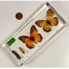 Lifecycle of a Butterfly in 6.3" Crystal Clear Lucite Resin