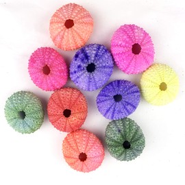 Worlds Dyed Assorted Sea Urchins Sea Shell 10PC 1"-2" Inch