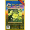 Everwilde Farms - 2000 Common Evening Primrose Wildflower Seeds -