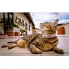 WDPAWS Heart Bling Cat Collar with Safety Belt and Bell