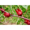 Pure Herbs: Hibiscus Flowers - 1 oz.
