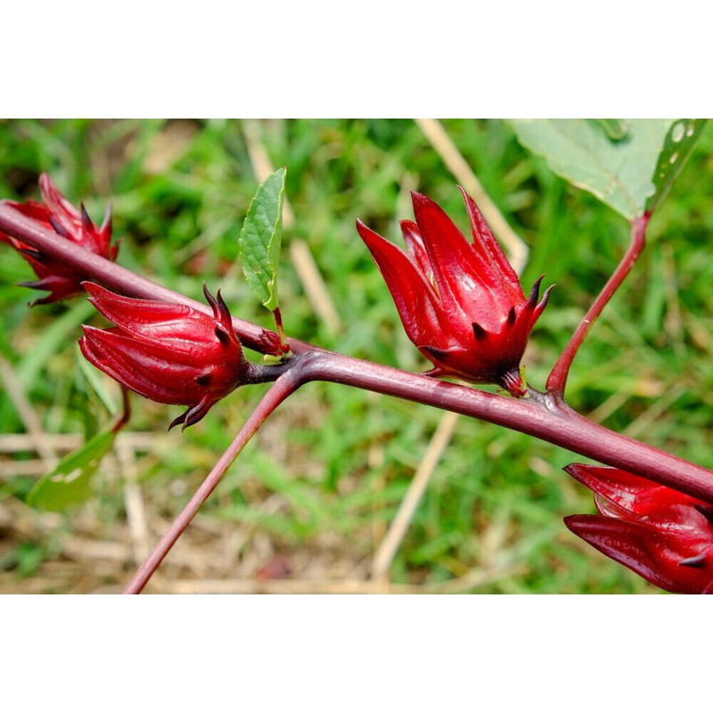 Pure Herbs: Hibiscus Flowers - 1 oz.