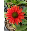 Live Plant from Green Promise Farms - Proven Winners, Echinacea