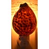 Real Seashell Night Light Tiger Cowrie Shell Decorative Beach Decor