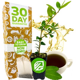 Dwarf Yaupon Holly Live Plant - Ilex by Wellspring Gardens - Caffeinated Tea Starter Plant - Outdoor Shrub Collection Garden and Landscape Decor - Perfect for Landscaping with Dwarf Shrubs and Bushes