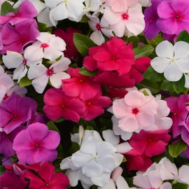 Outsidepride 50 Seeds Annual Vinca Periwinkle Valiant Ground Cover & Flower Seed Mix for Planting