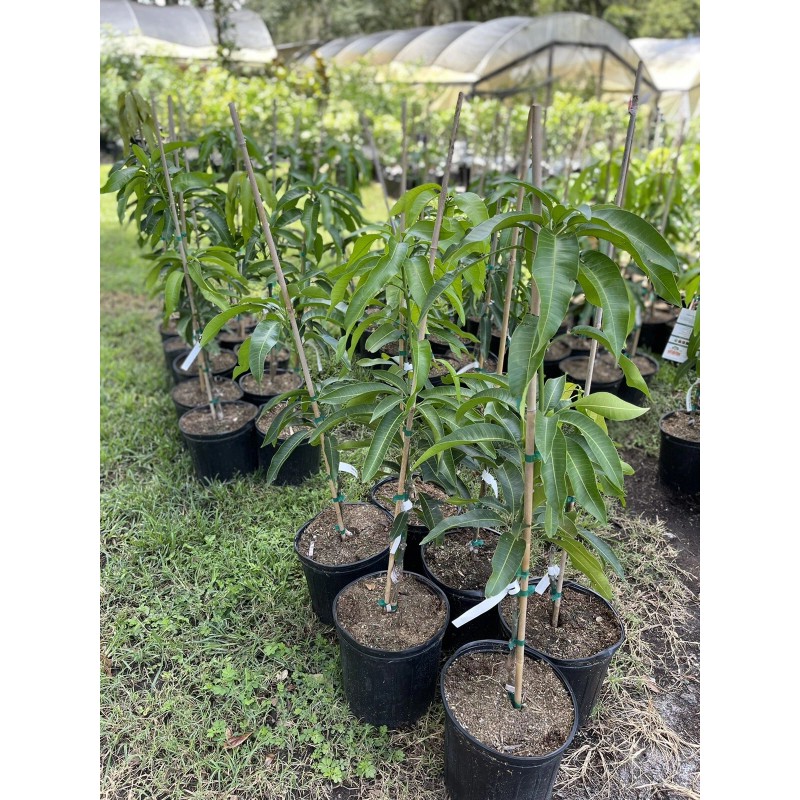 Tree VALENCIA PRIDE MANGO TREE GRAFTED (3-4 Feet Tall)
