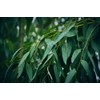 Lowhill Valley Eucalyptus Leaf Tea - Cut and Dried Eucalyptus
