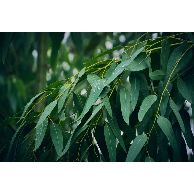 Lowhill Valley Eucalyptus Leaf Tea - Cut and Dried Eucalyptus